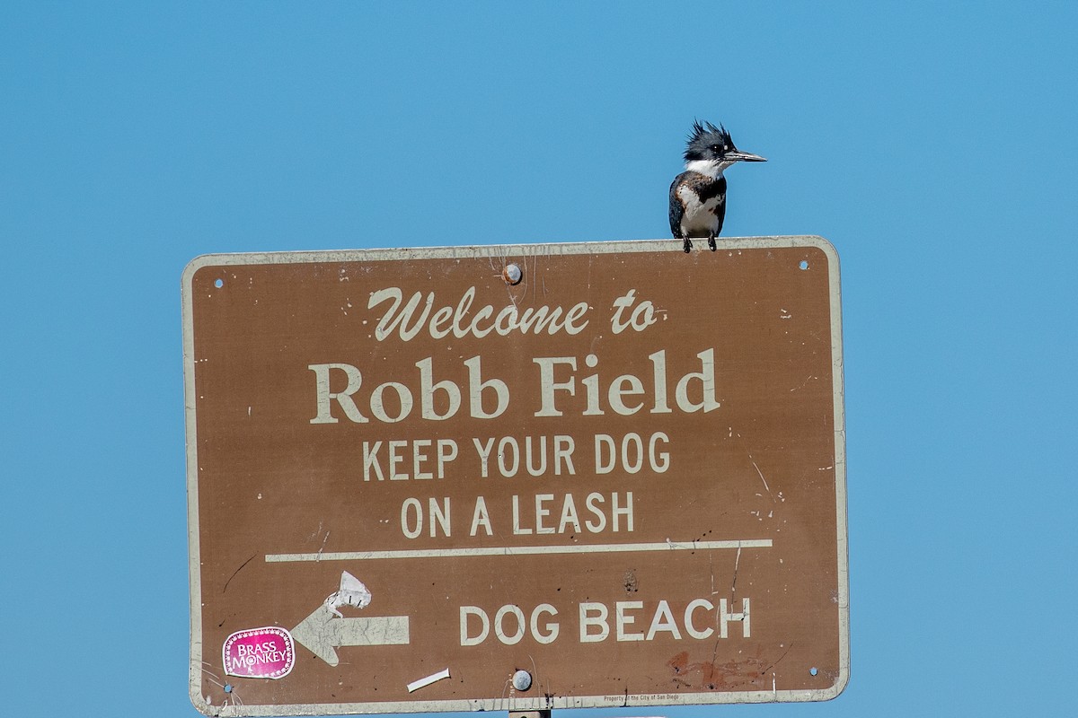 Belted Kingfisher - ML646154704