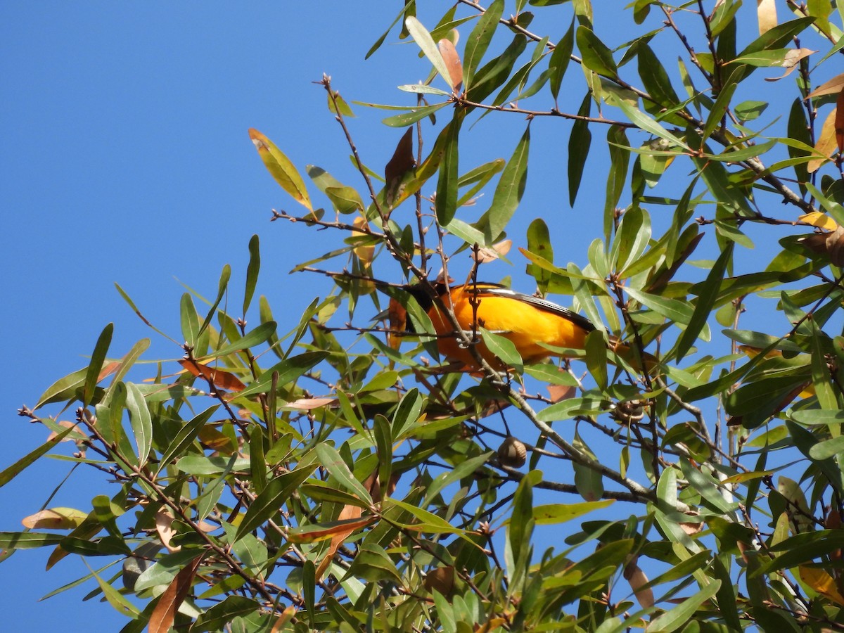 Балтиморский трупиал - ML646154712