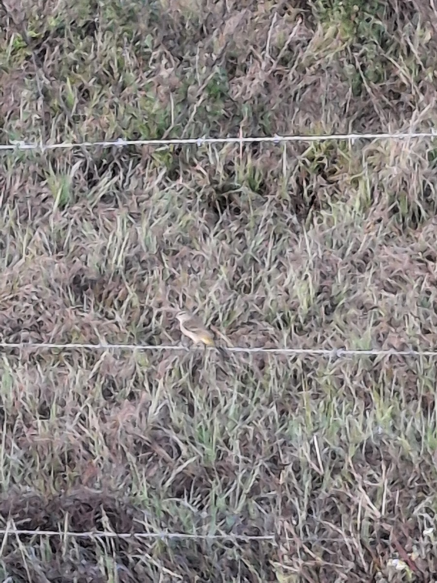 Palm Warbler (Western) - ML646154714