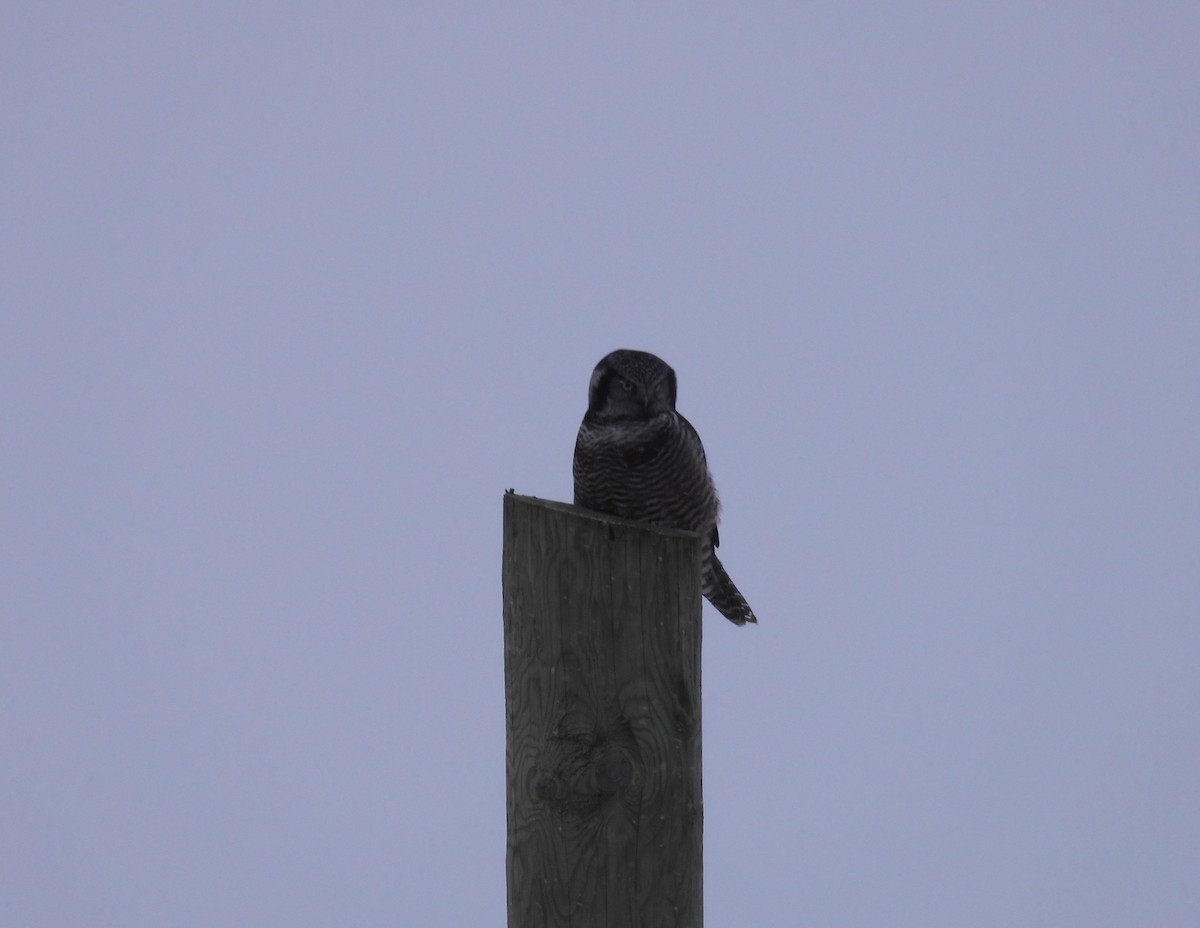 Northern Hawk Owl - ML646154715