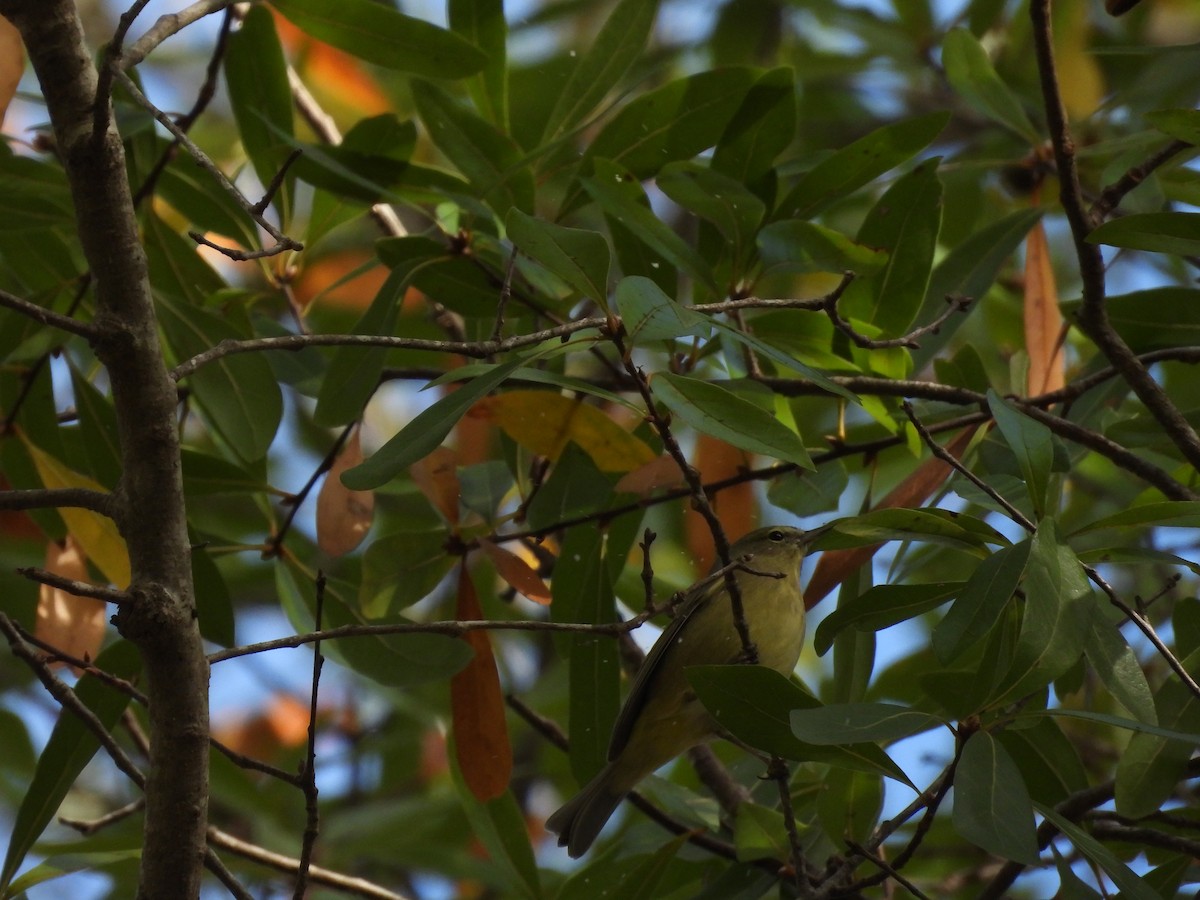 Orange-crowned Warbler - ML646154716