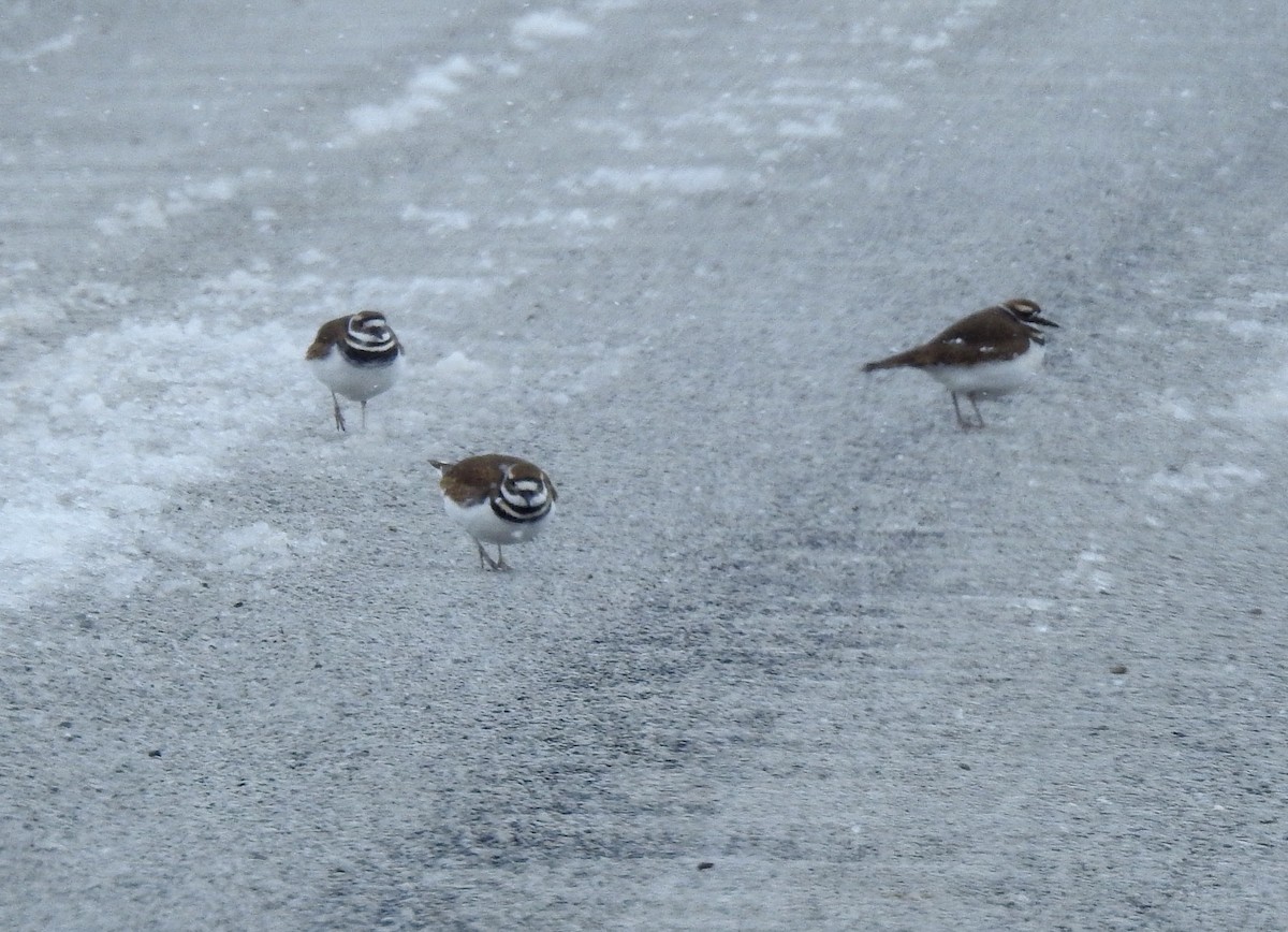 Kildir txirritxoa - ML646154717