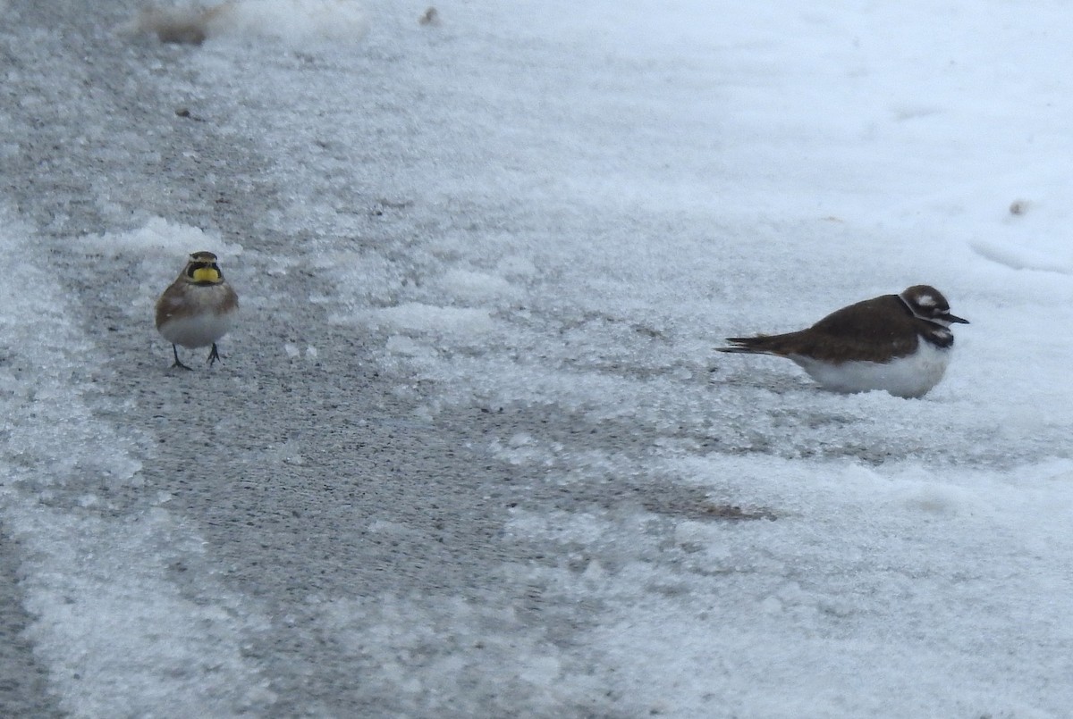 Kildir txirritxoa - ML646154718