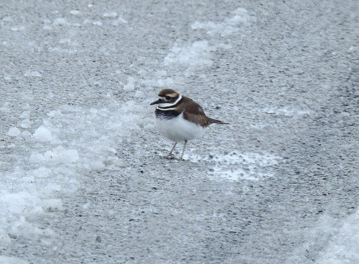 Kildir txirritxoa - ML646154719