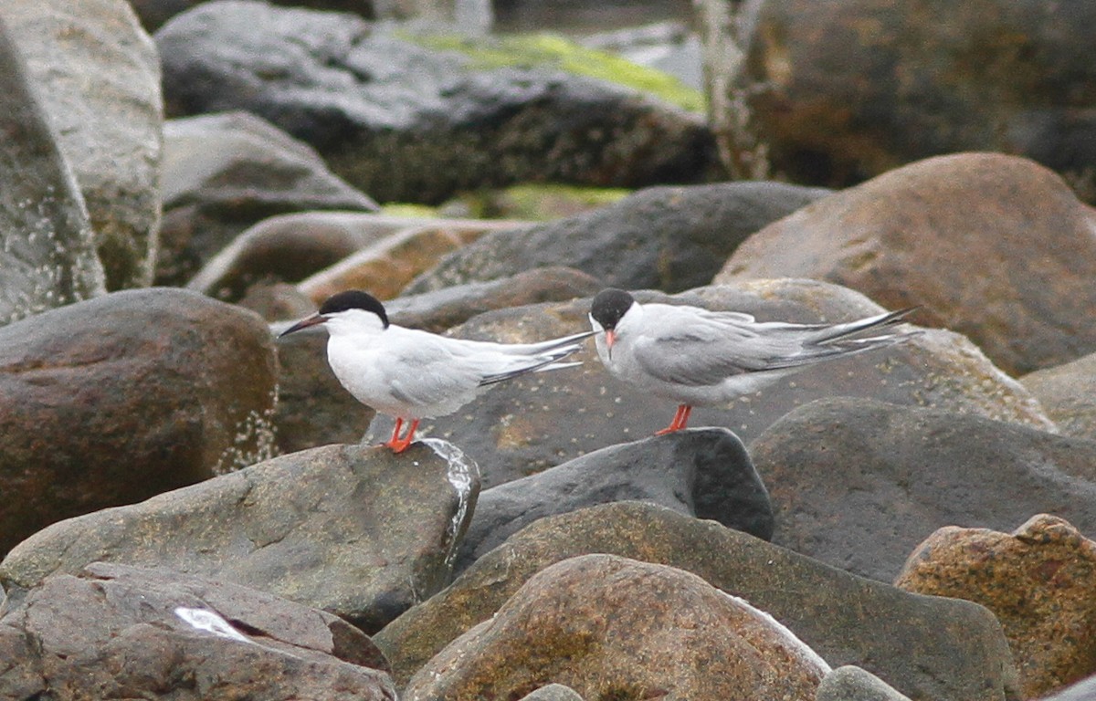 Common Tern - ML646154720