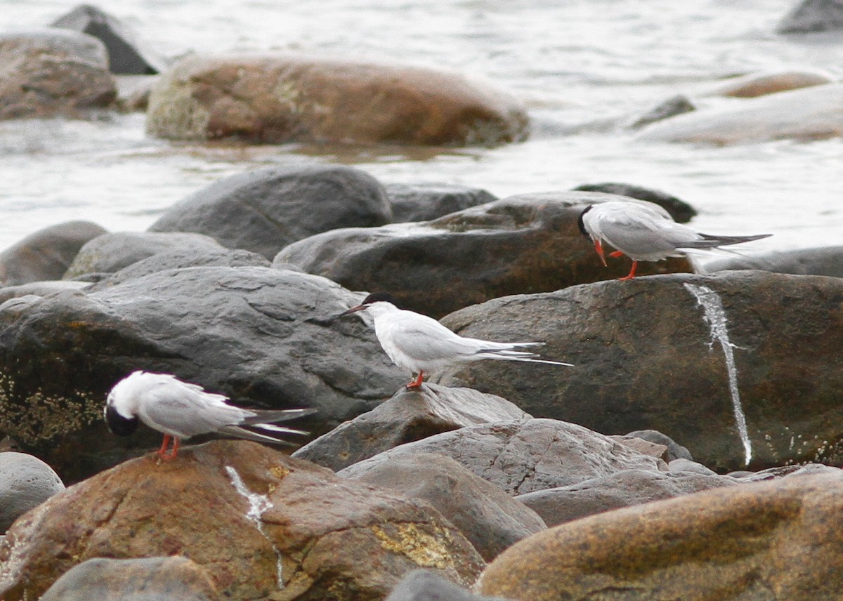 Common Tern - ML646154721