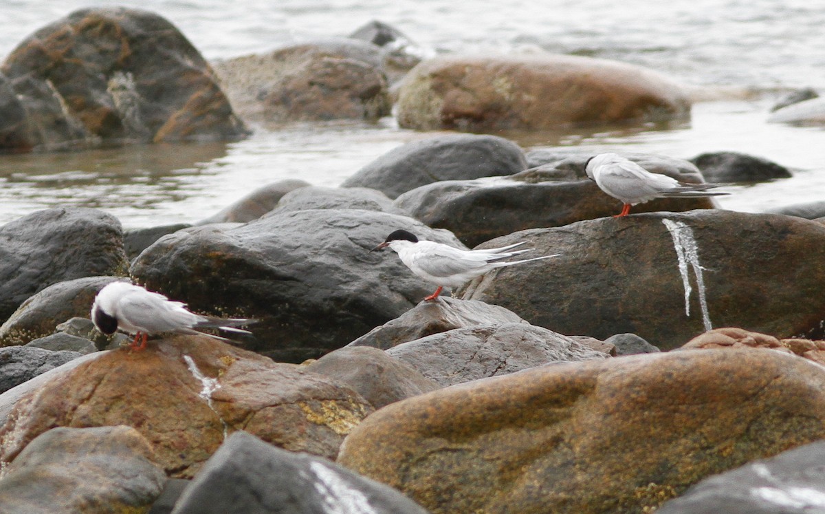 Common Tern - ML646154722