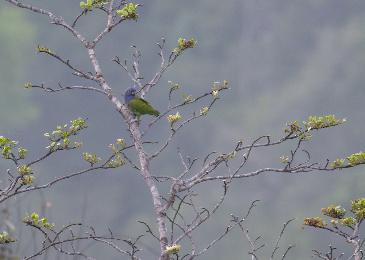 Blue-headed Parrot - ML646154723