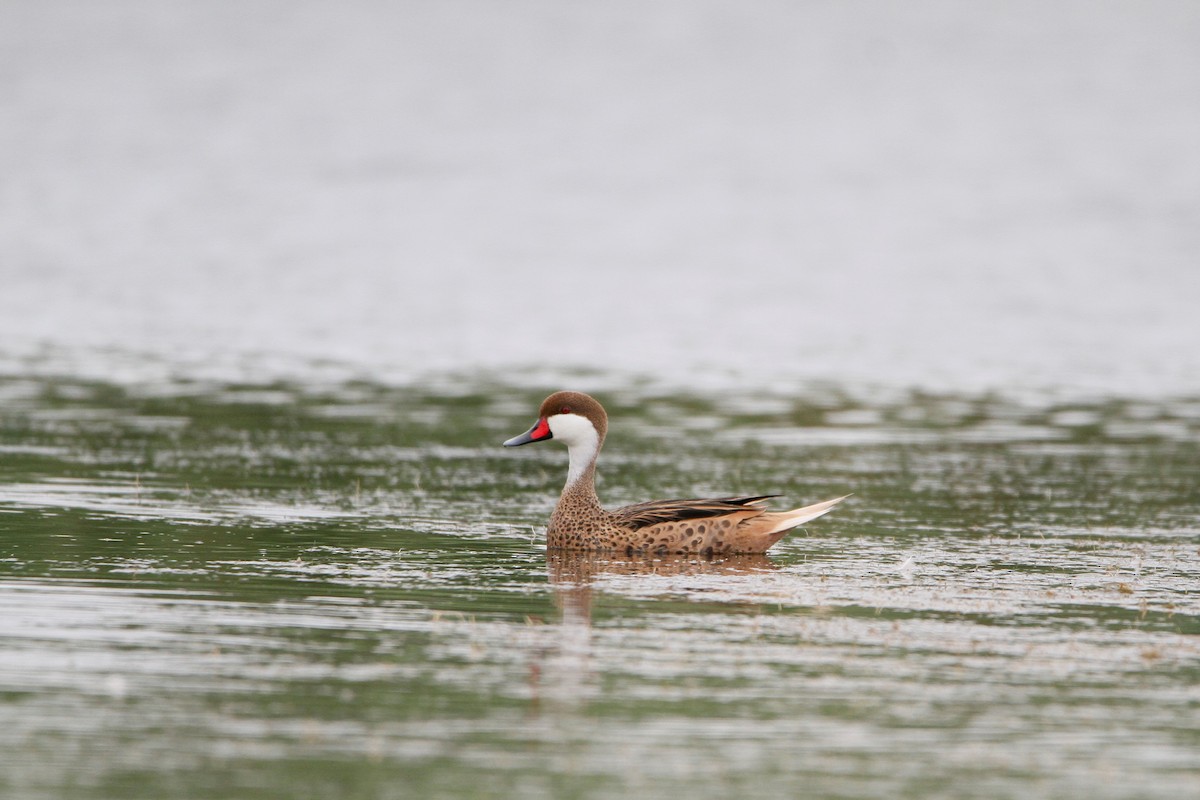 White-cheeked Pintail - ML646154724