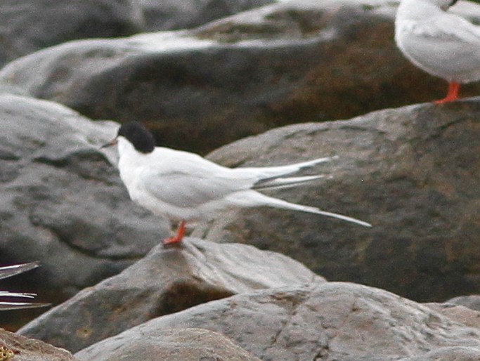 Charrán Rosado - ML646154728