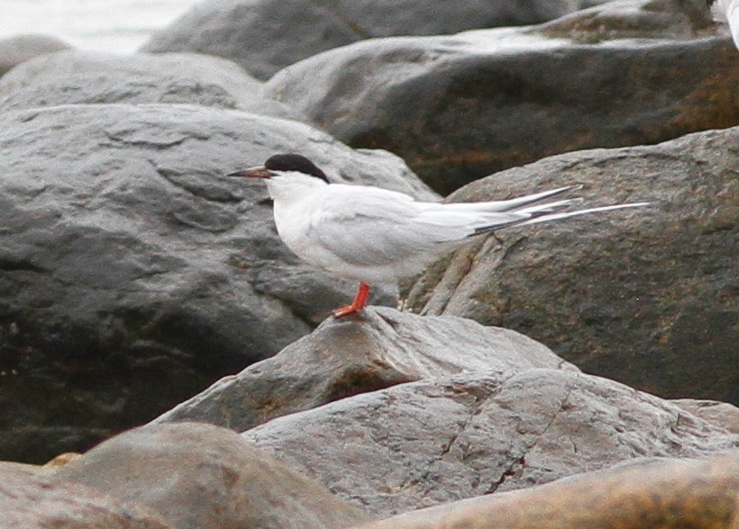 Charrán Rosado - ML646154729