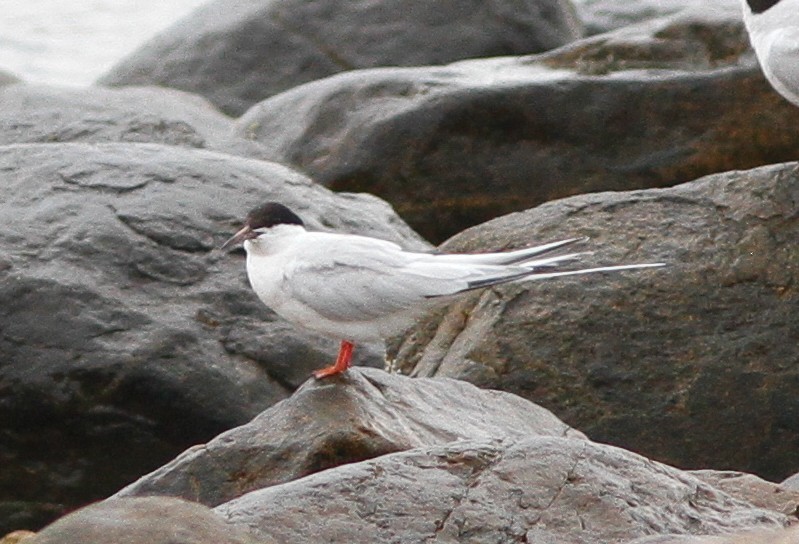 Charrán Rosado - ML646154730