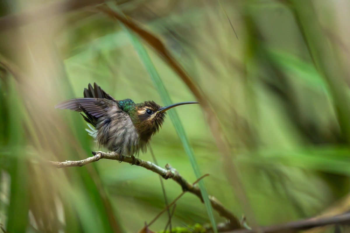 Ermitaño Pigmeo - ML646154732
