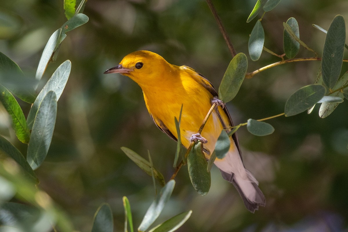 Reinita Protonotaria - ML646154733