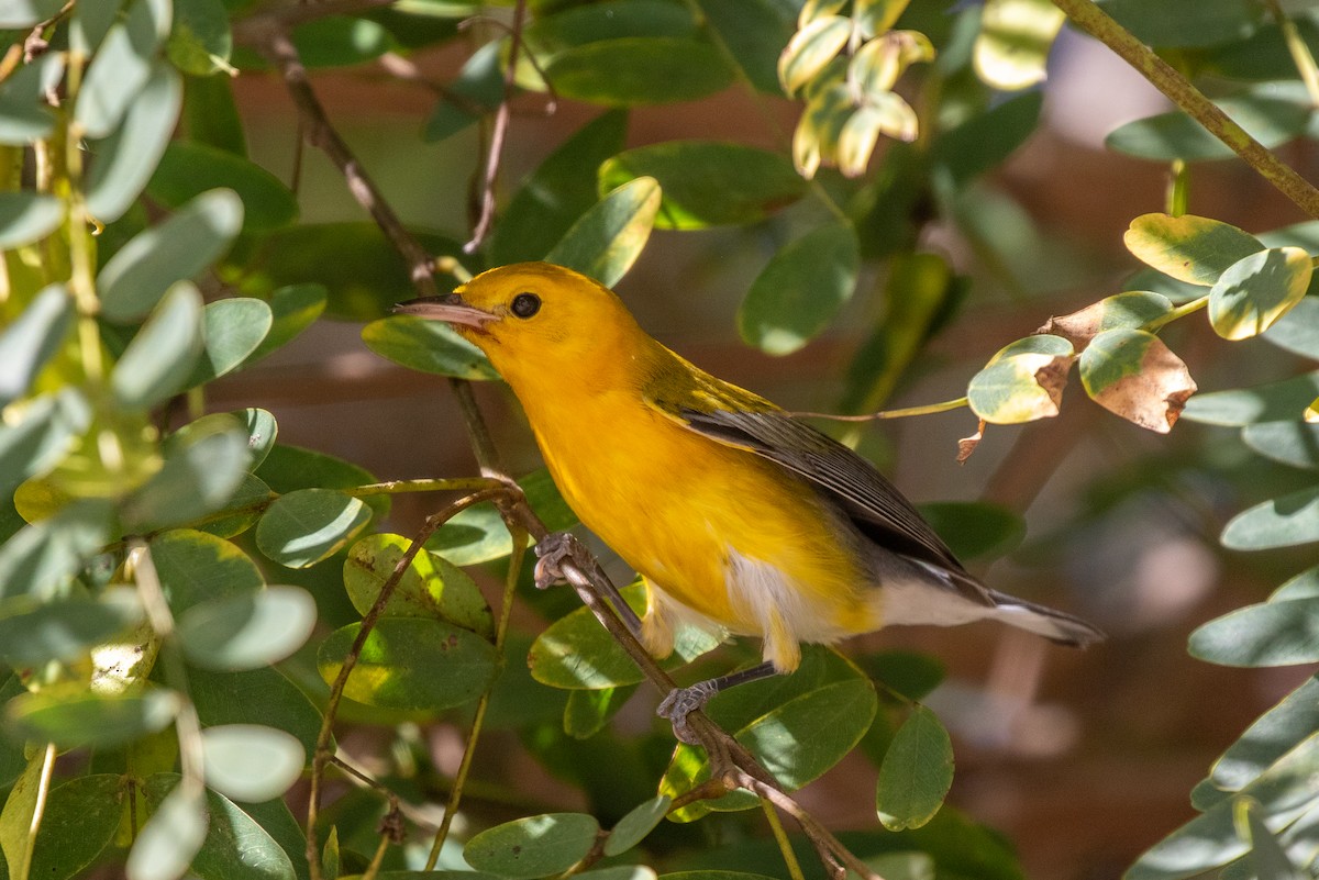 Reinita Protonotaria - ML646154734