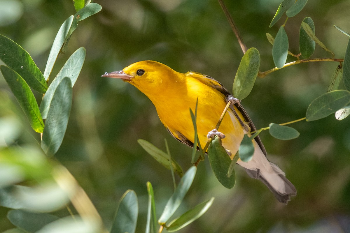 Reinita Protonotaria - ML646154735