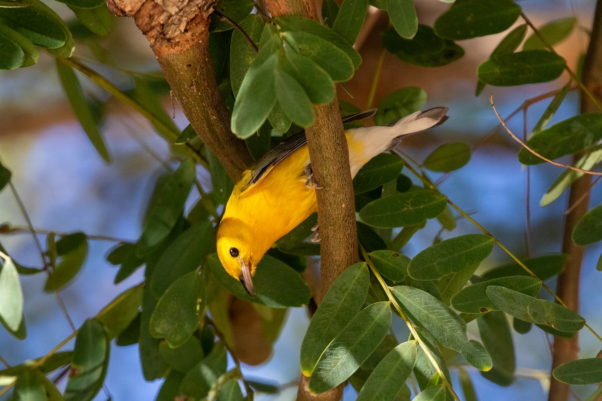 Prothonotary Warbler - ML646154736