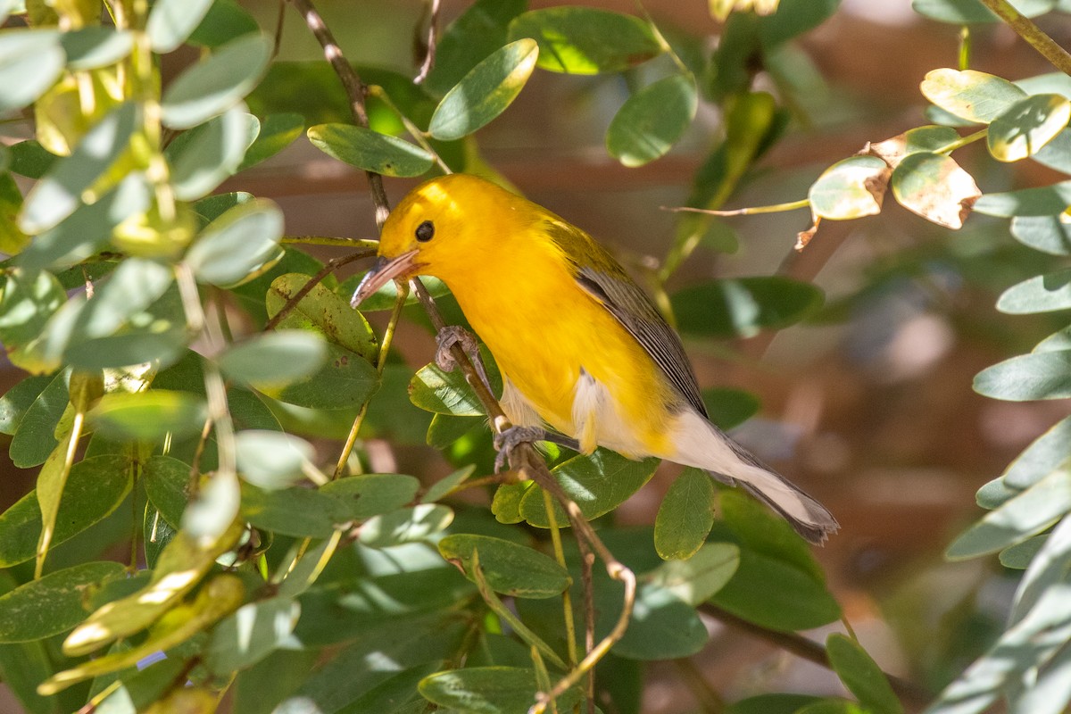 Prothonotary Warbler - ML646154737