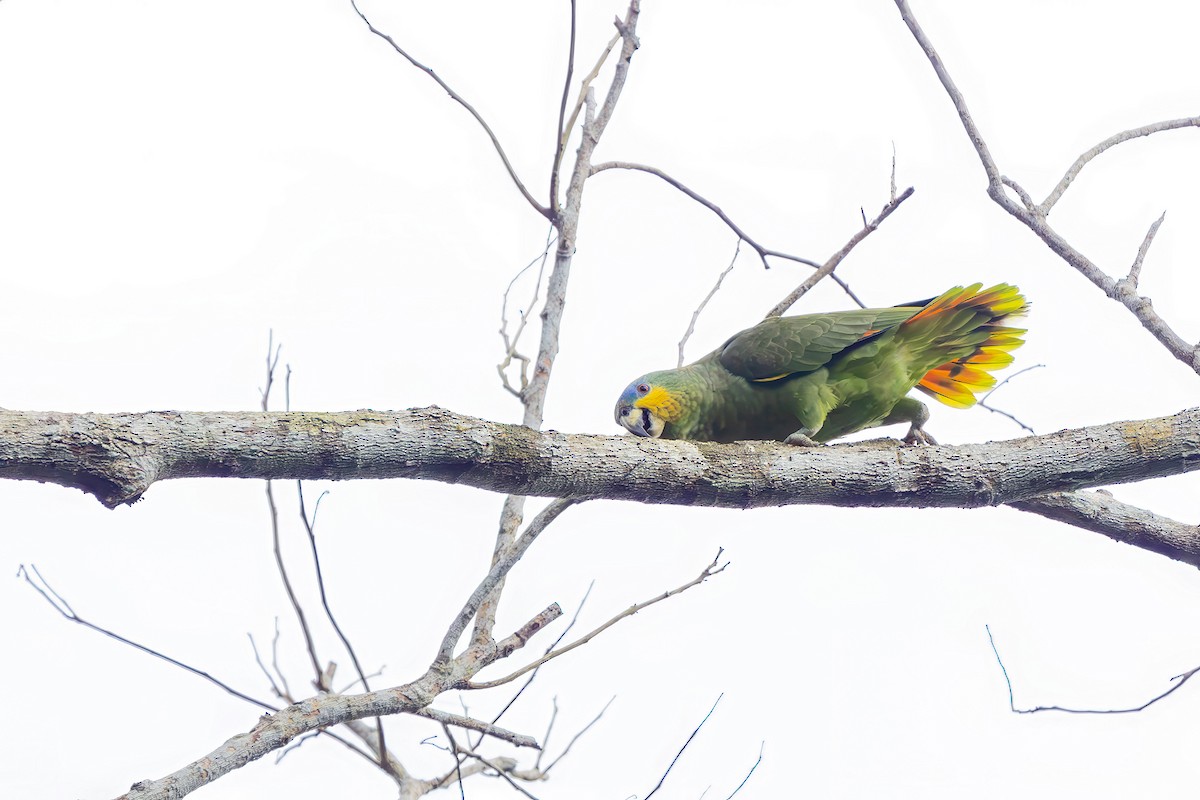 Amazona Alinaranja - ML646154738