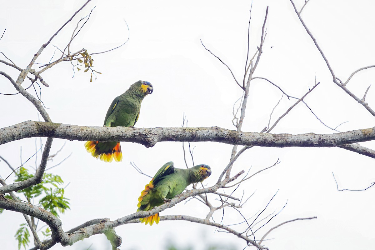 Amazona Alinaranja - ML646154739