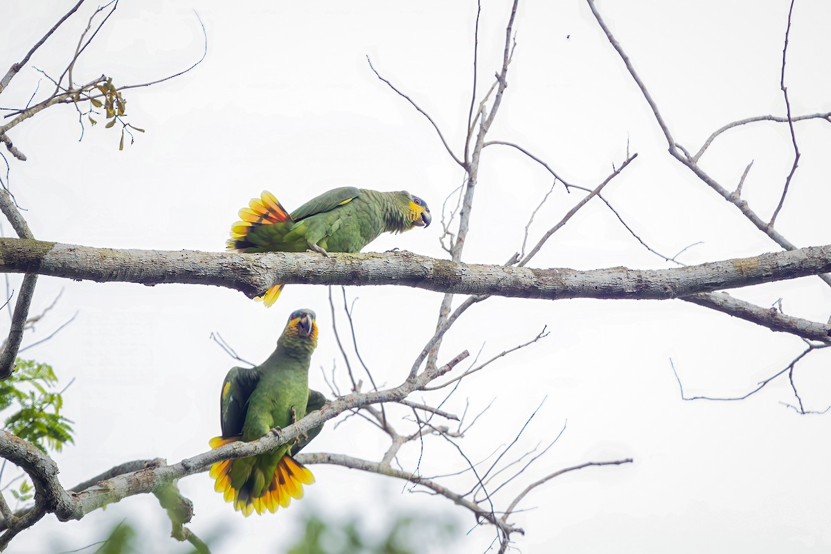 Amazona Alinaranja - ML646154740