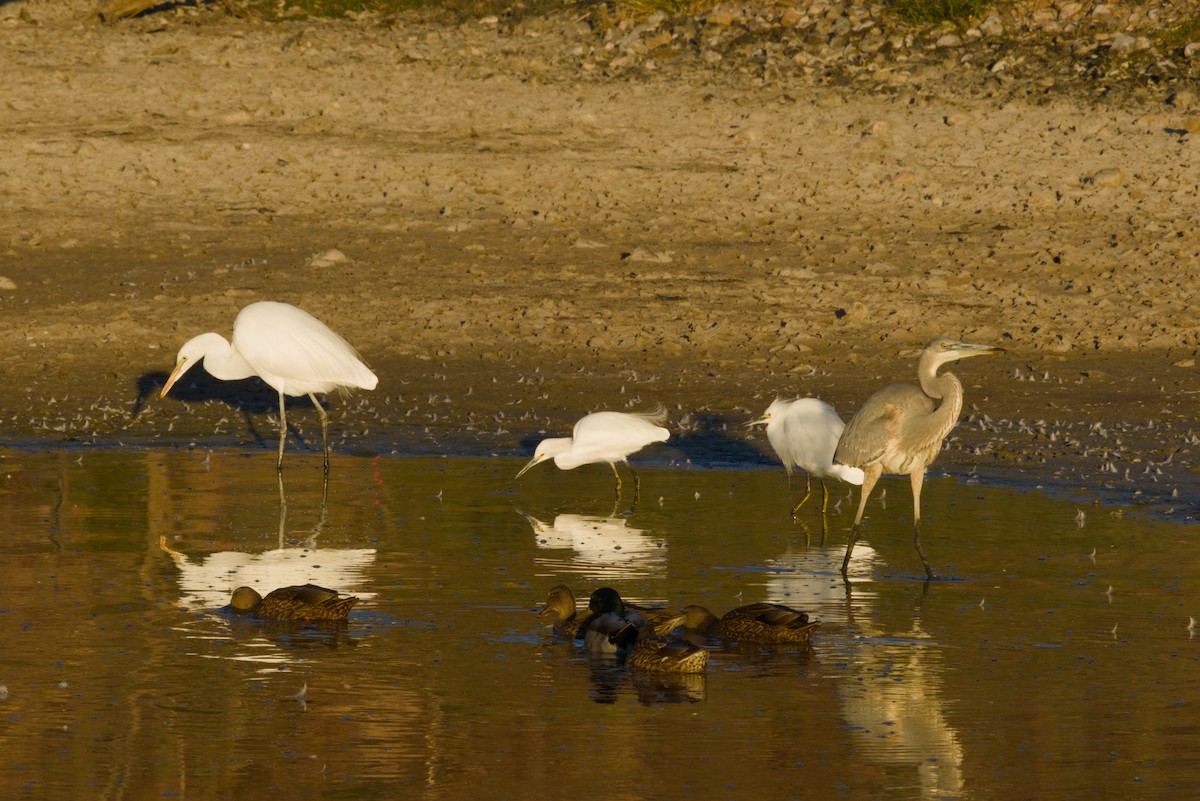 Garceta Nívea - ML646154741