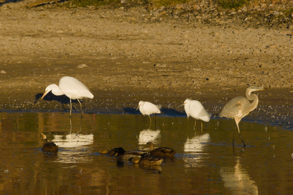 Garceta Nívea - ML646154743