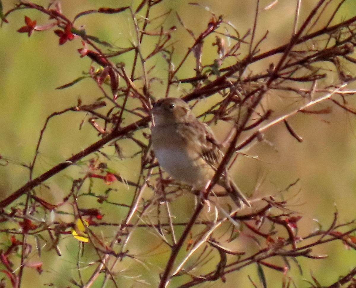 Chingolo Saltamontes - ML646154744