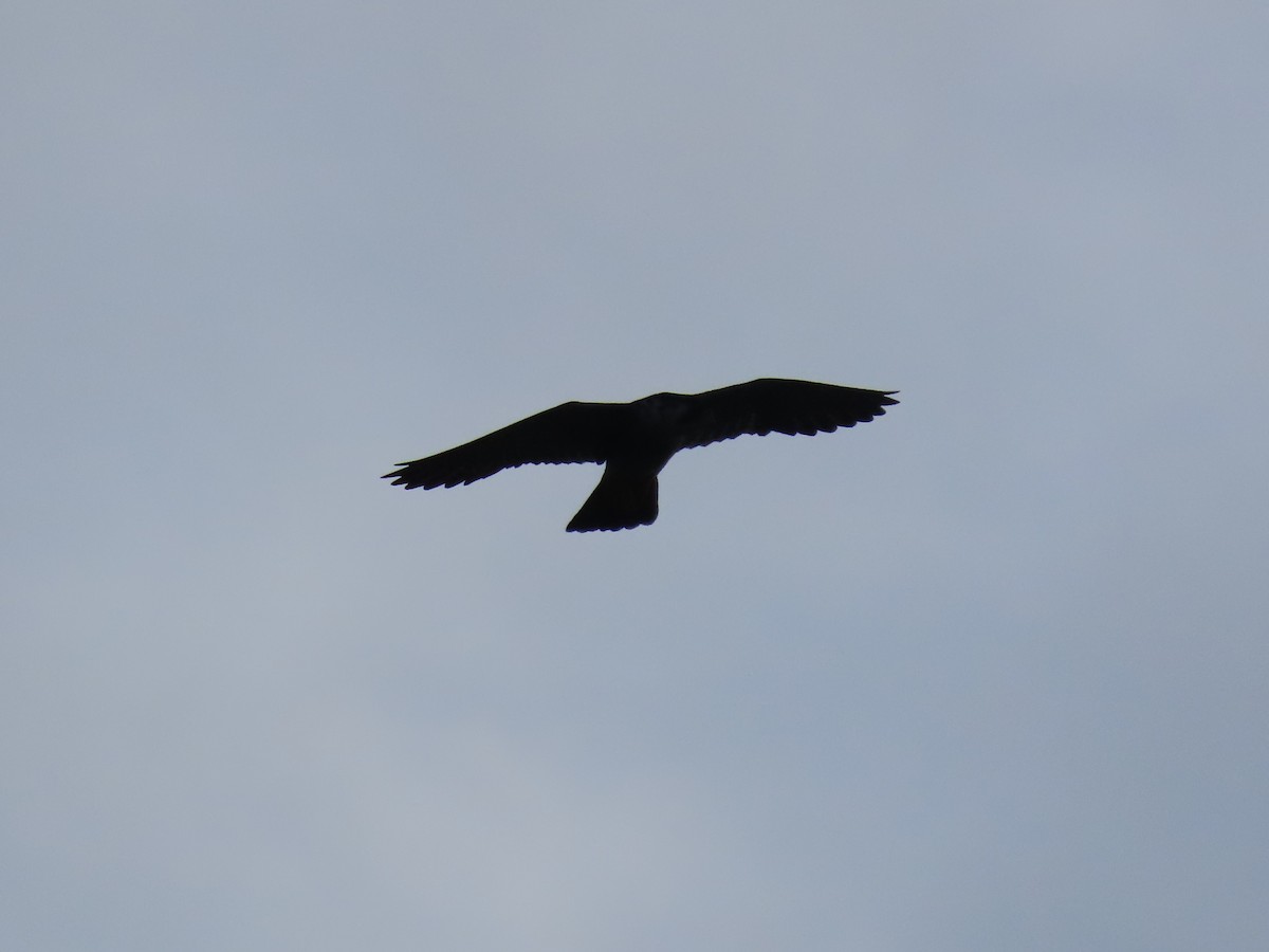 Halcón Peregrino - ML646154745