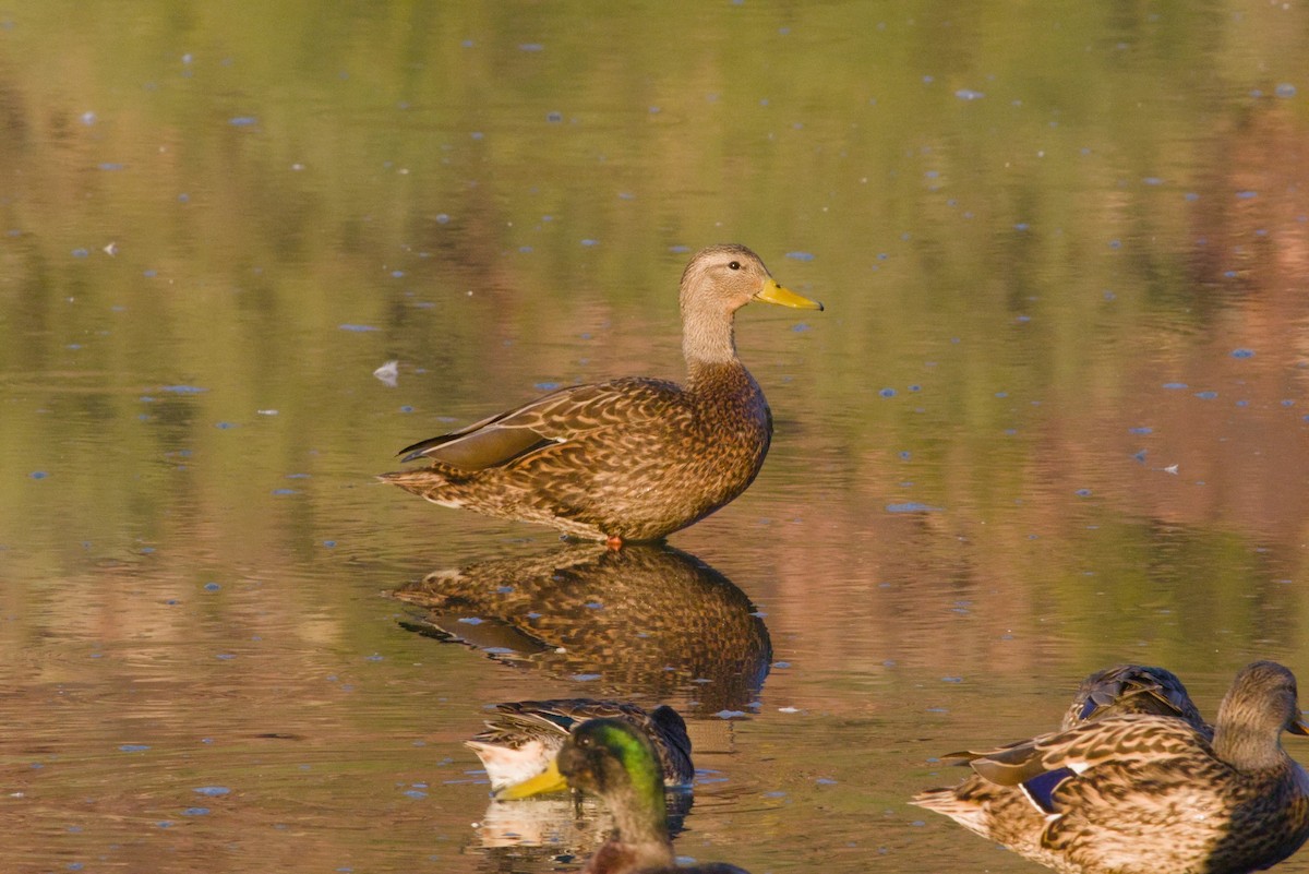 Ánade Mexicano - ML646154746