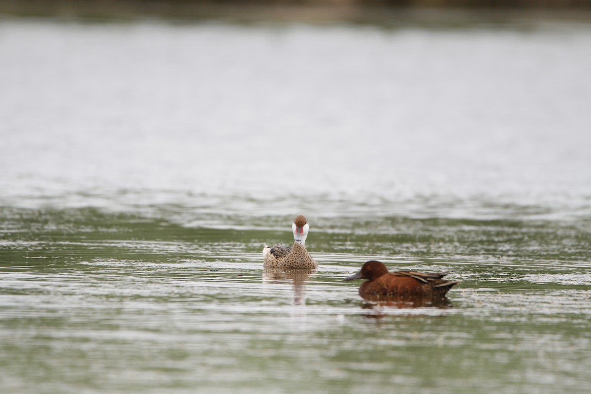 Ánade Gargantillo - ML646154748