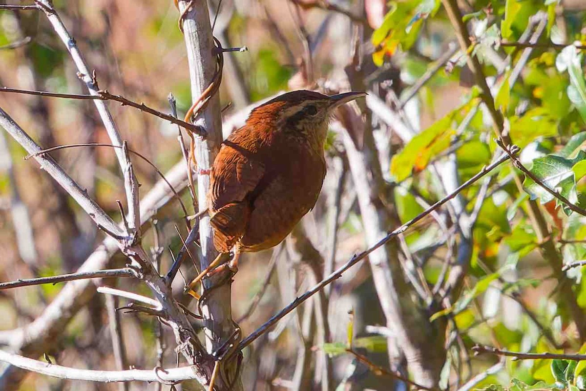 Cucarachero de Carolina - ML646154749