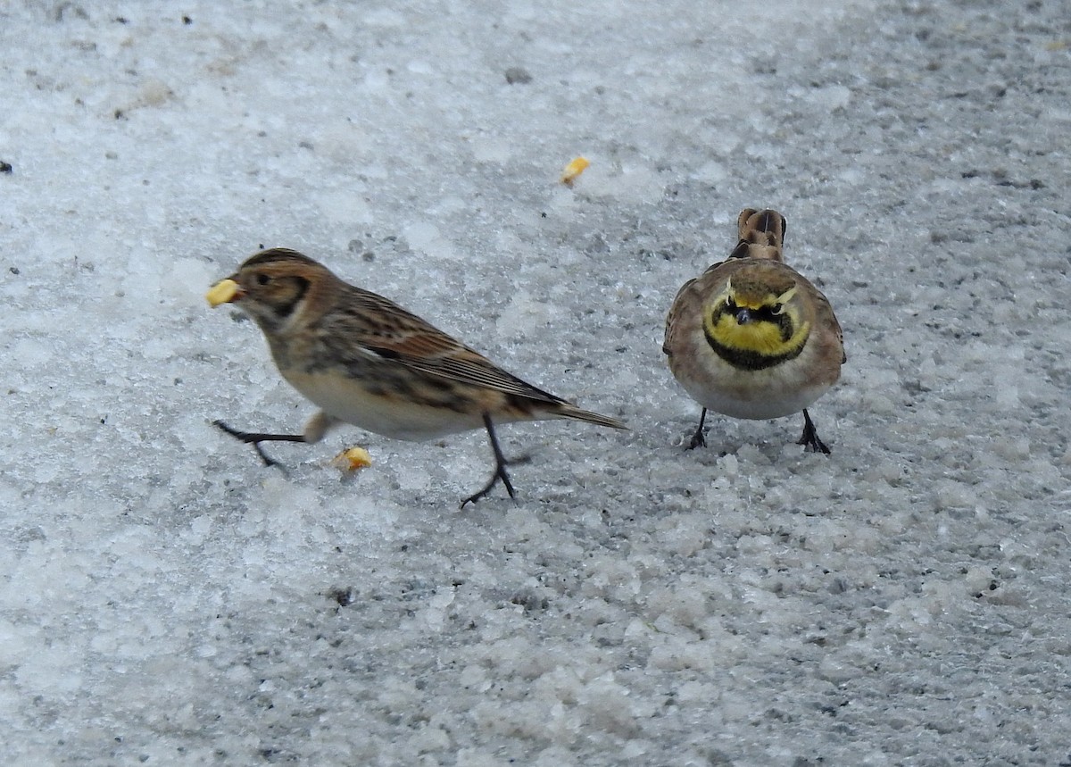 Alondra Cornuda - ML646154750