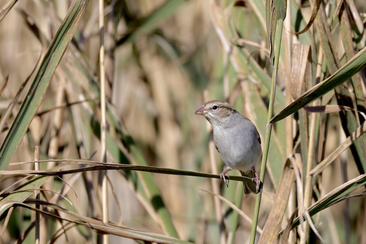 Chipping Sparrow - ML646154755