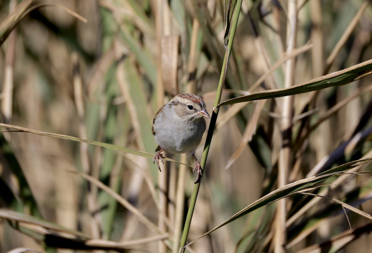 Chipping Sparrow - ML646154756
