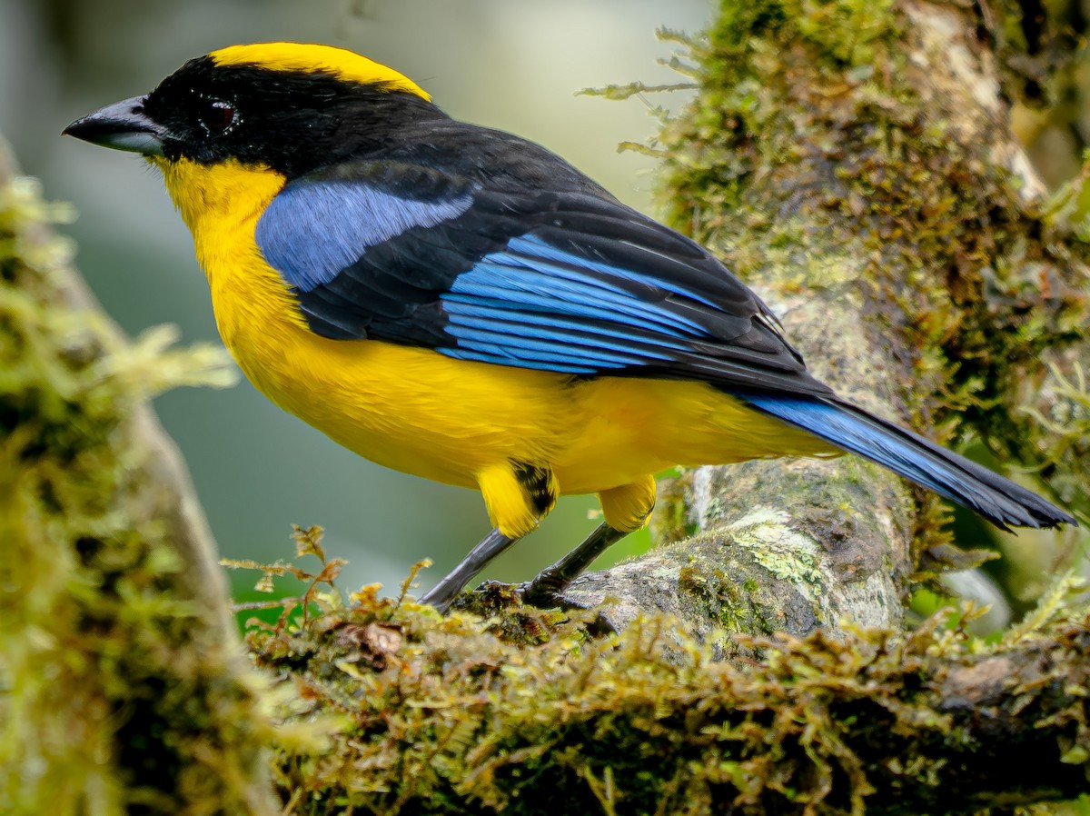 Tangara Aliazul - ML646154760