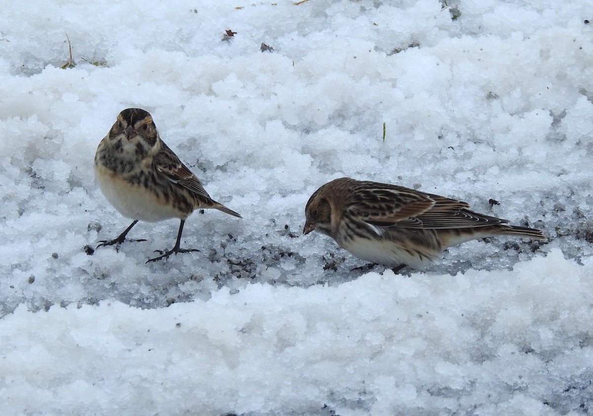 Escribano Lapón - ML646154762