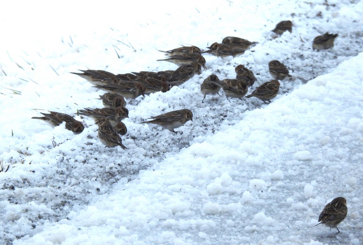 Escribano Lapón - ML646154763