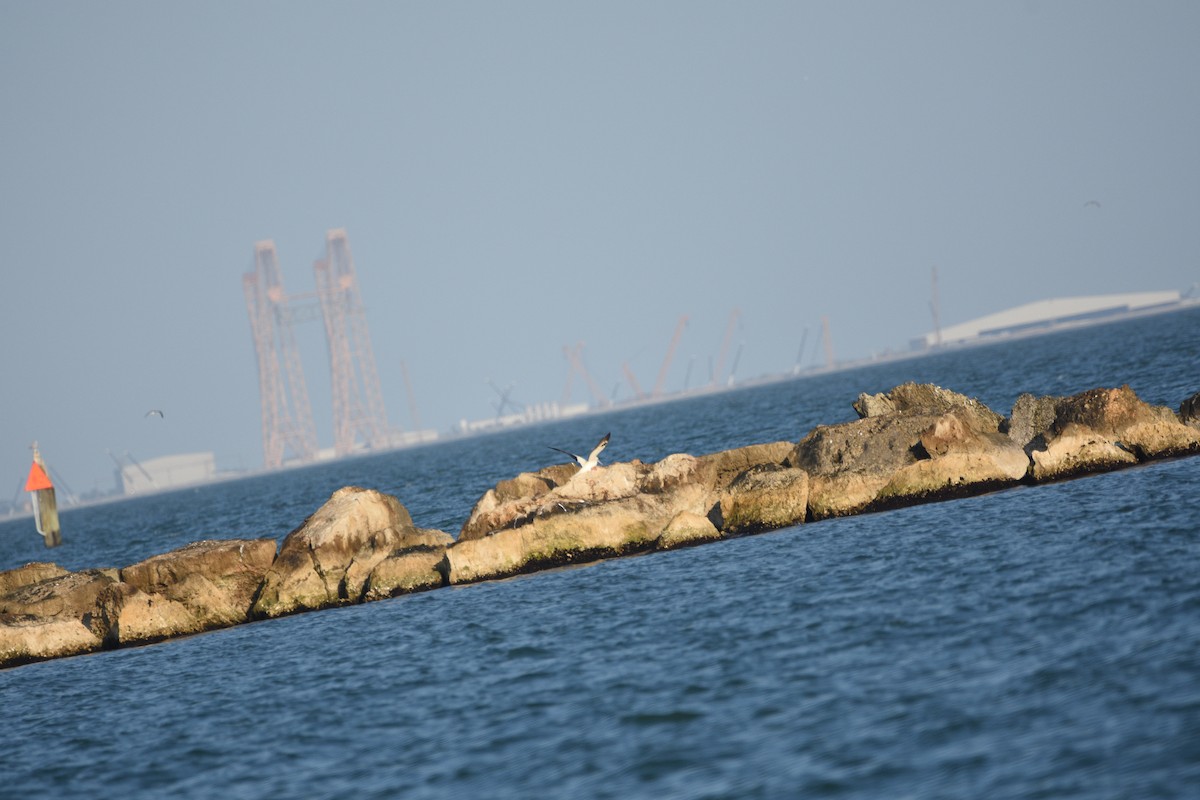 Red-footed Booby - ML646154764