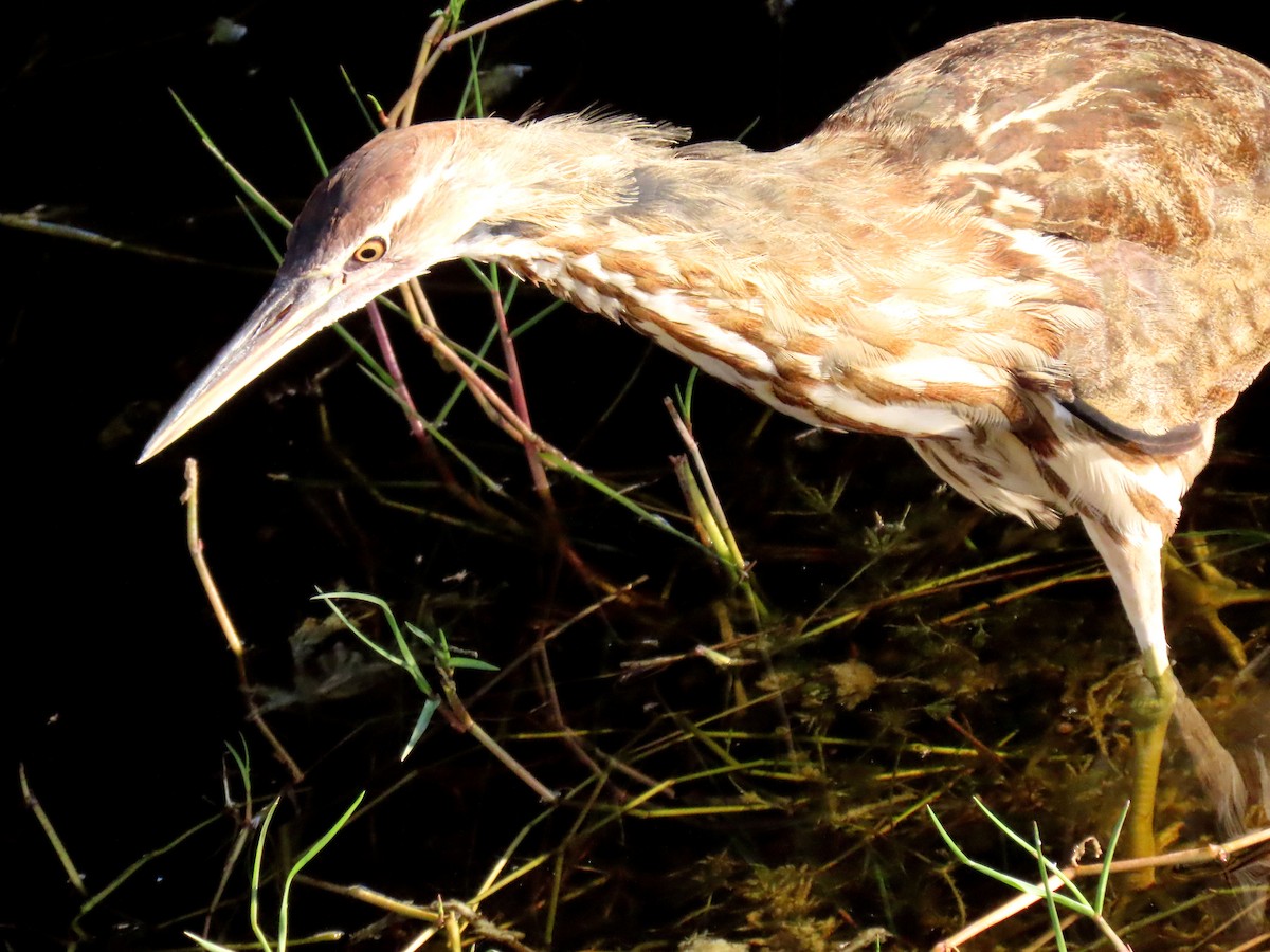 American Bittern - ML646154766