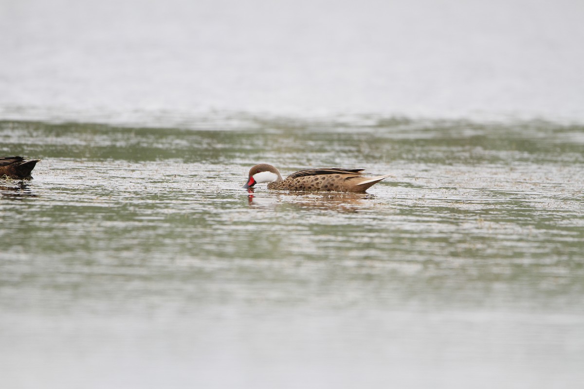 White-cheeked Pintail - ML646154773