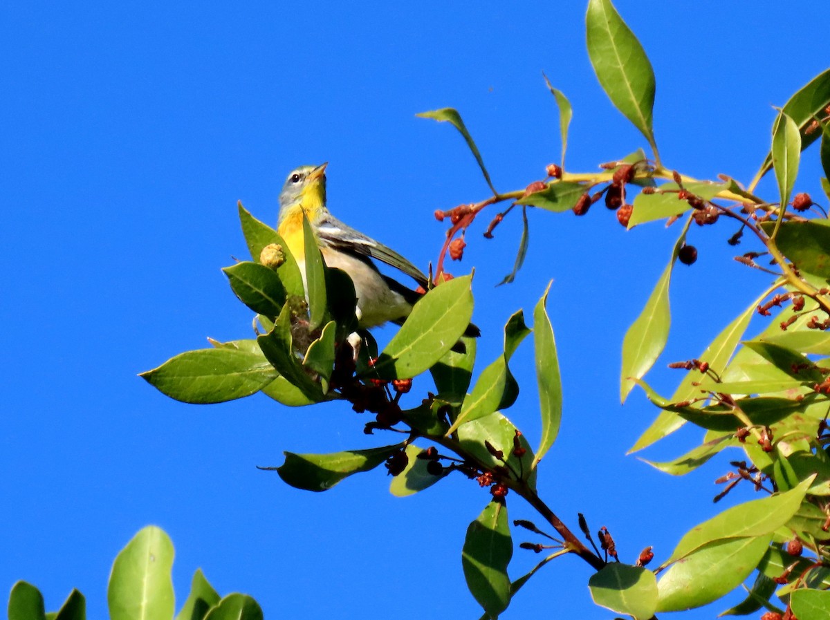 Northern Parula - ML646154775