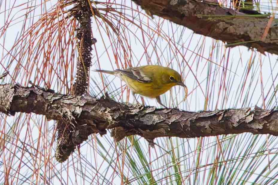 סבכון אורנים - ML646154778