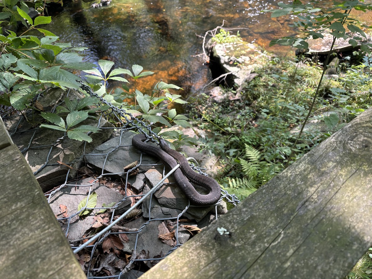 Northern Watersnake - ML646154781