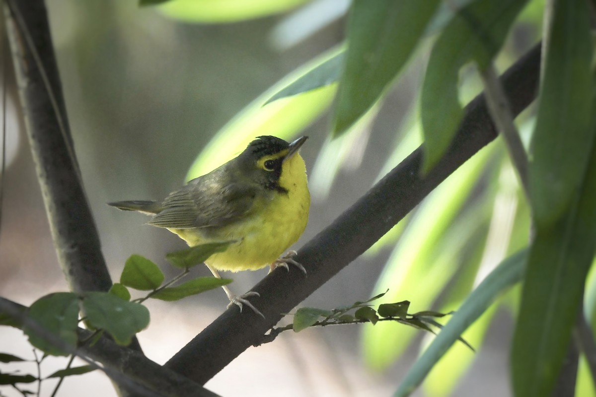 Kentucky Warbler - ML646154786