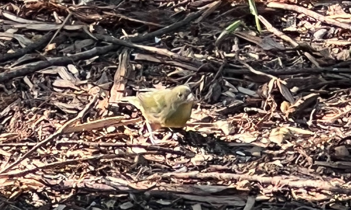 Painted Bunting - ML646154790
