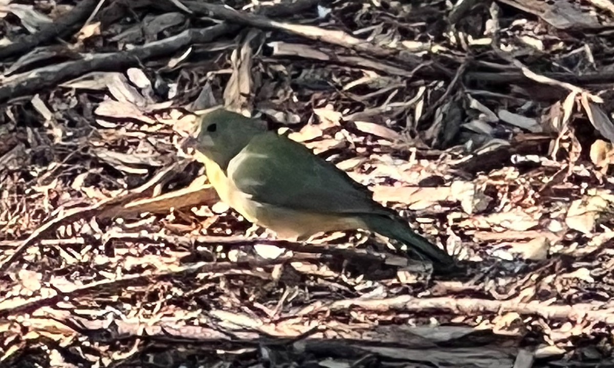 Painted Bunting - ML646154791