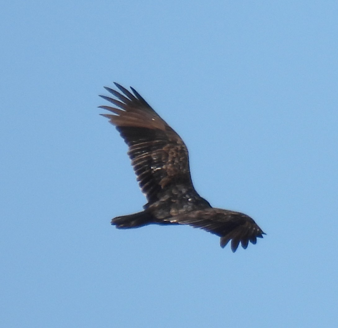 Urubu à tête rouge - ML646154798