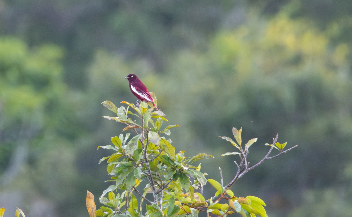 Pompadour Cotinga - ML646154799