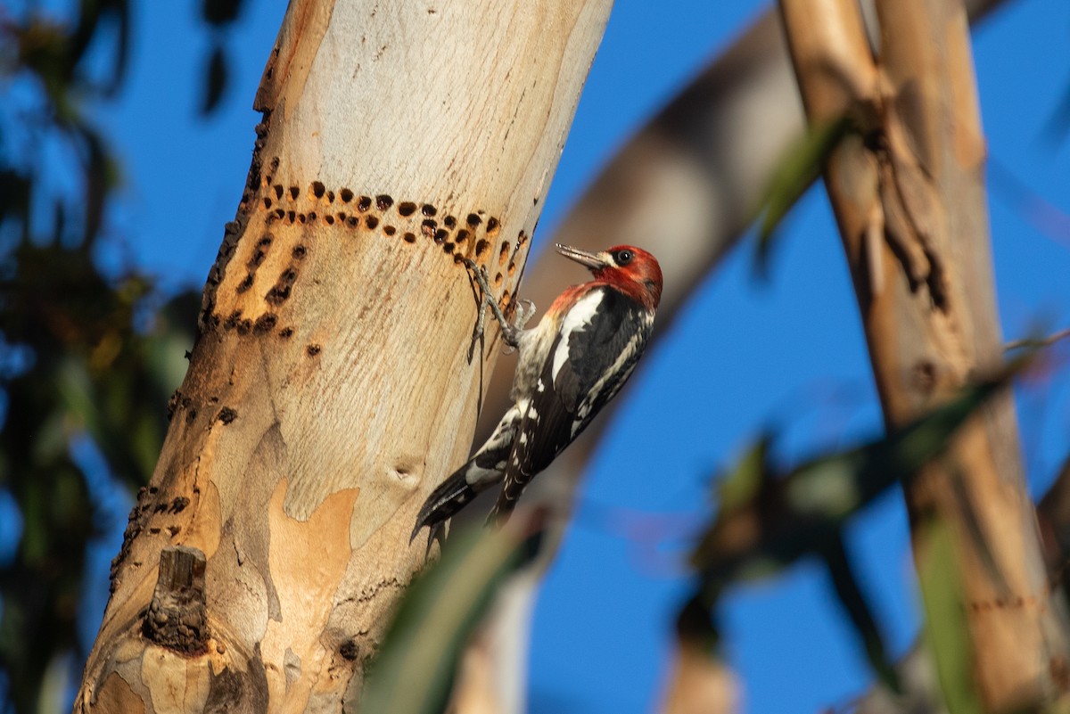 Red-breasted Sapsucker - ML646154804